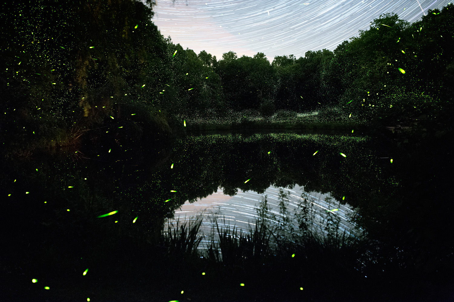 Fireflies and Stars reflected in the pond.